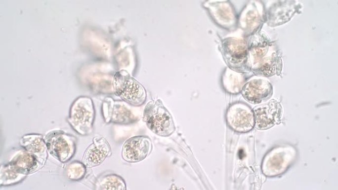 活体涡虫是显微镜下原生动物的一个属。