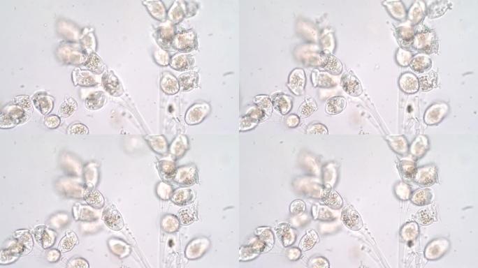 活体涡虫是显微镜下原生动物的一个属。
