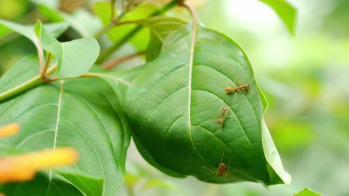 织女蚂蚁群拉树叶做巢穴