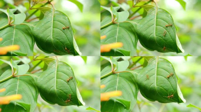 织女蚂蚁群拉树叶做巢穴