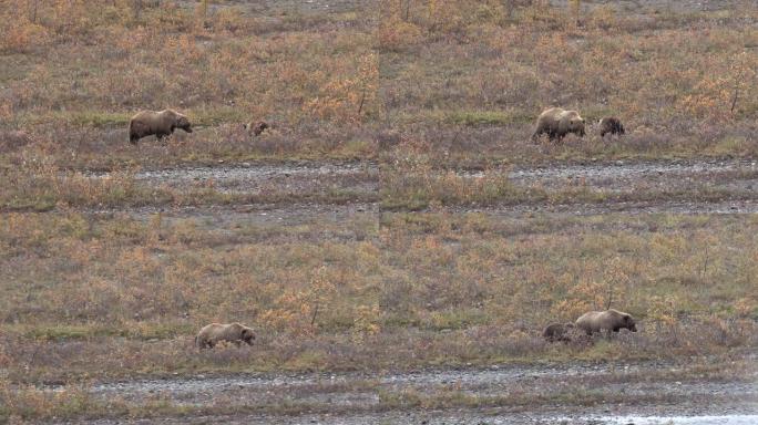 阿拉斯加秋天的灰熊母猪和幼崽