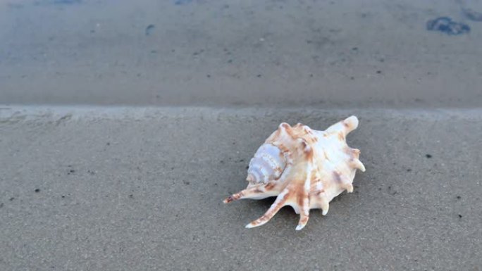 平静的海滩上美丽非凡的贝壳