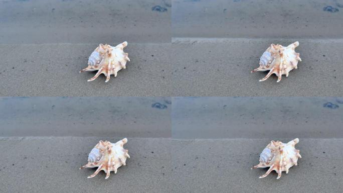 平静的海滩上美丽非凡的贝壳