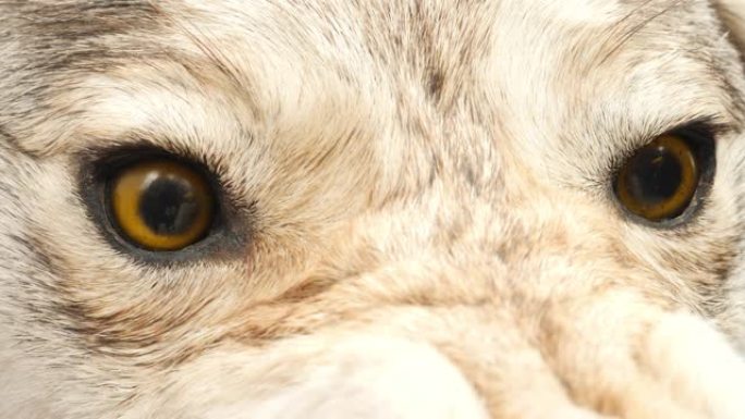 具有攻击性的黄眼睛狼头标本