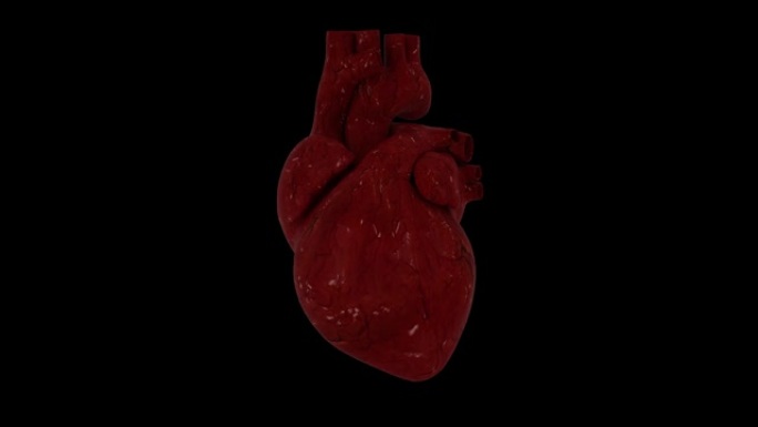一个用alpha通道跳动的人类心脏的3D动画