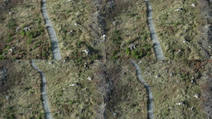 最近在邓弗里斯和加洛韦收获的一段松树林中的一条小径的鸟瞰图