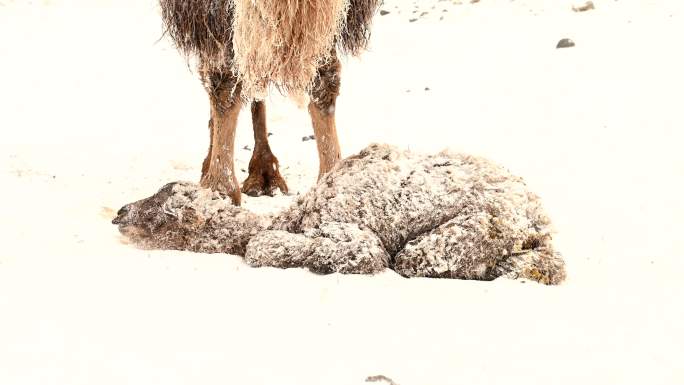 暴风雪 雪中骆驼 小骆驼 寒冷 恶略天气