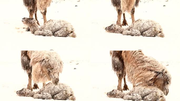 暴风雪 雪中骆驼 小骆驼 寒冷 恶略天气