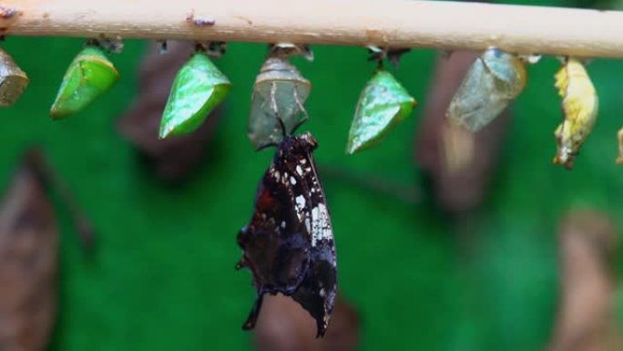 两只成年蝴蝶凤蝶守护着它们的蛹