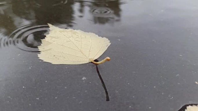 秋日雨滴掉进水坑