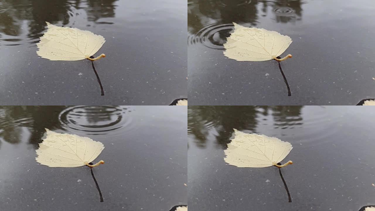 秋日雨滴掉进水坑