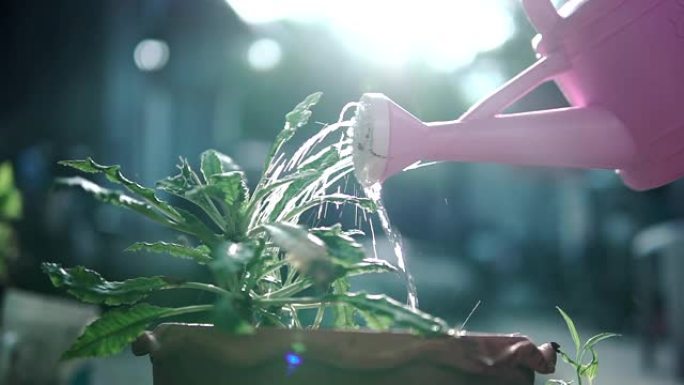 慢动作剪辑，一个小女孩正在给花盆里的植物浇水。