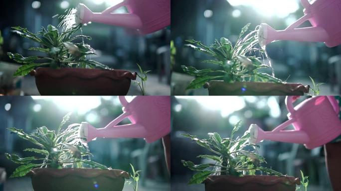 慢动作剪辑，一个小女孩正在给花盆里的植物浇水。