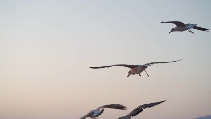 日落时飞行的海鸥