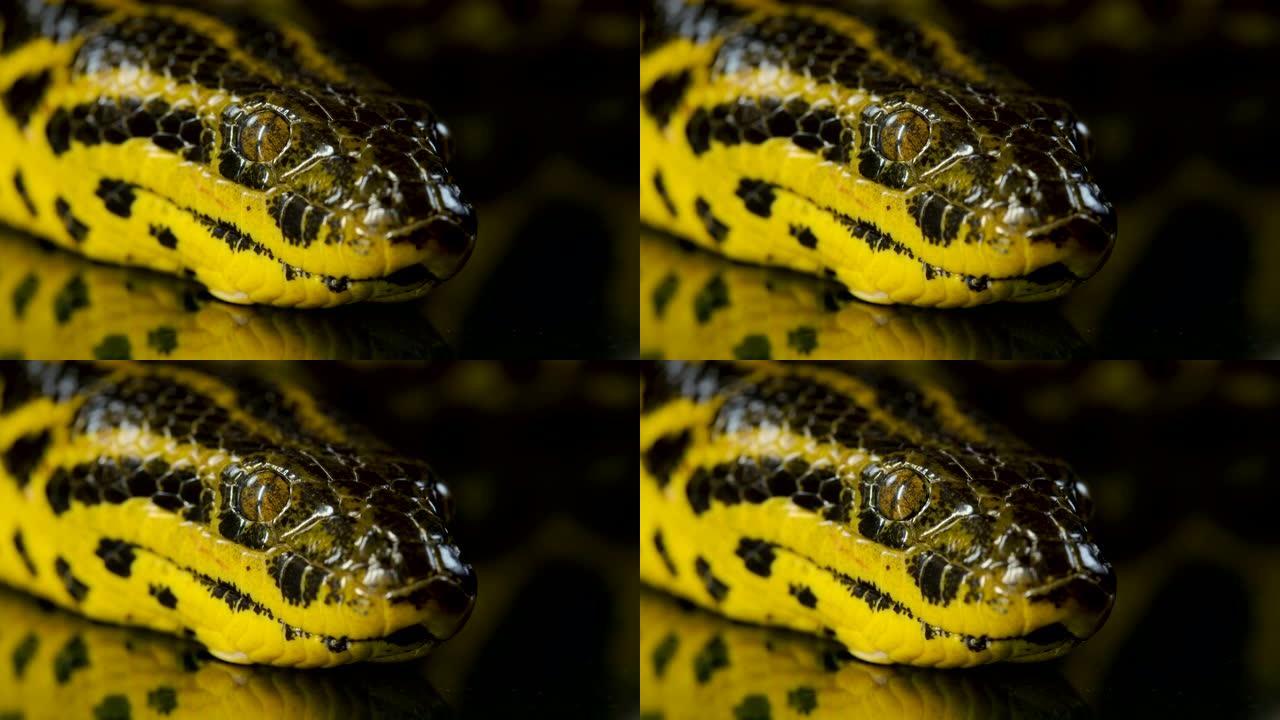 boa anaconda与舌头的特写视频