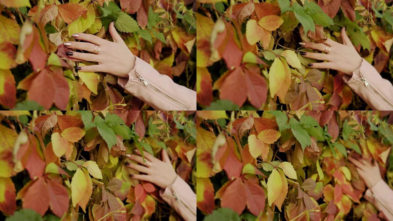 女人的手在户外慢动作触摸黄色树叶的特写