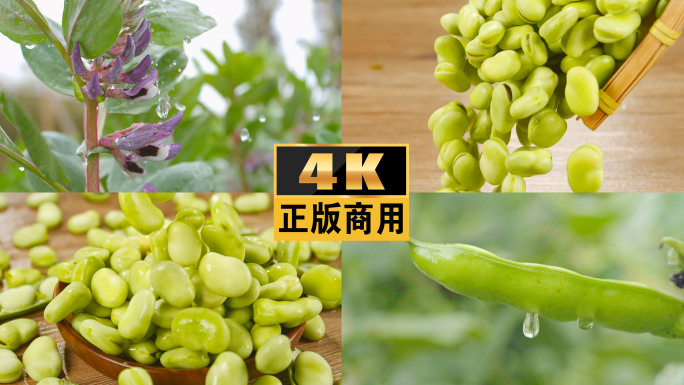 豆胡豆蚕豆豆类蔬菜农业粮食农作物罗汉豆