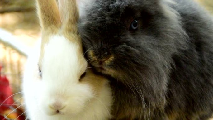 两只毛绒绒的兔子恋爱了