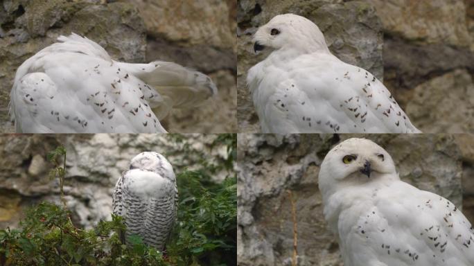 雪鸮 (Bubo scandiacus)