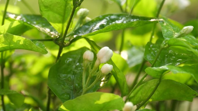 茉莉花浇水