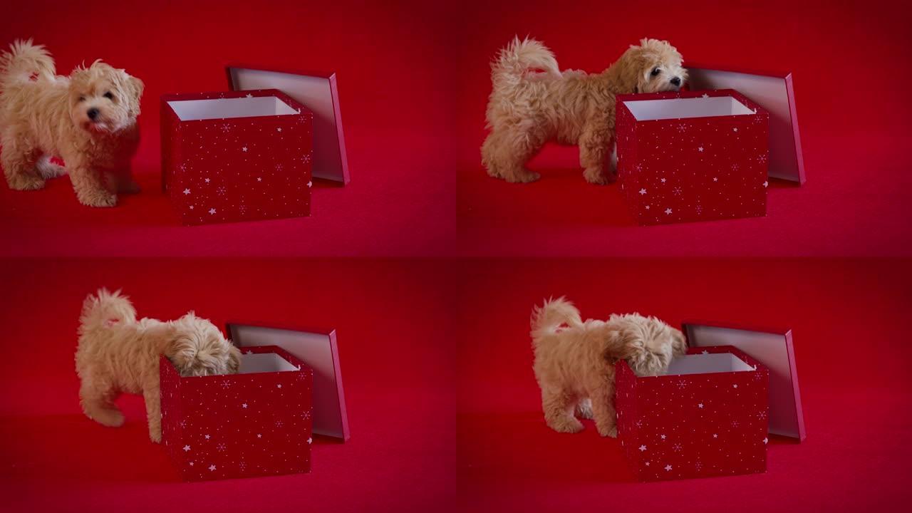 小狗在红色背景上玩一盒圣诞礼物