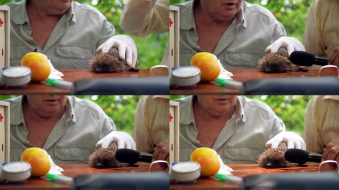 老年人拿起麦克风并靠近刺猬