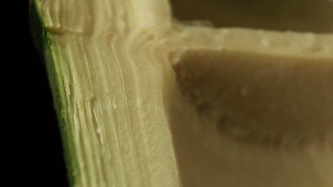 竹子横截面纤维结构显微镜细胞微距