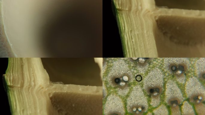 竹子横截面纤维结构显微镜细胞微距