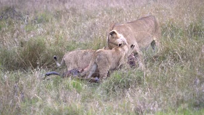 母狮击中了她的幼崽，当她以死去的托皮为食时，它离得太近了