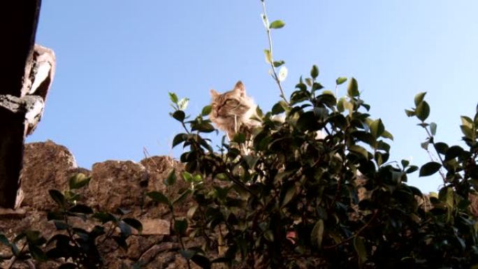 猫在古墙上树，同时滚动它的头 (慢动作) SF