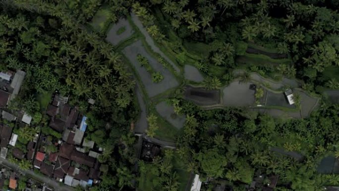 巴厘岛全高清无人机飞行中棕榈树之间的河流