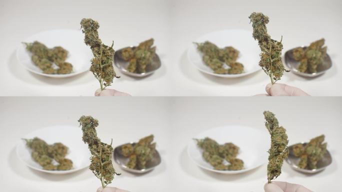 卖方出售前的大麻植物示范
