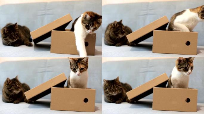 顽皮的家猫坐在纸板箱里