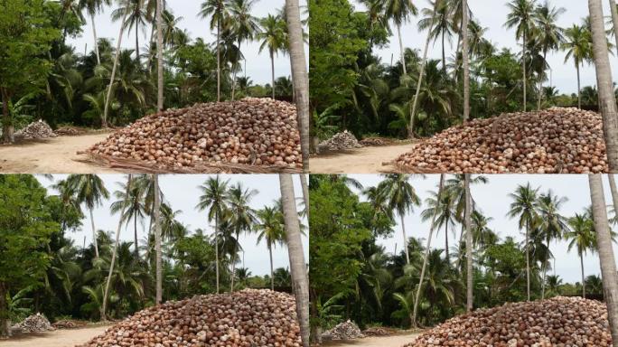 椰子农场，坚果准备出油和纸浆生产。大堆成熟的分拣椰子。天堂泰国苏梅岛热带岛屿。传统的亚洲农业。