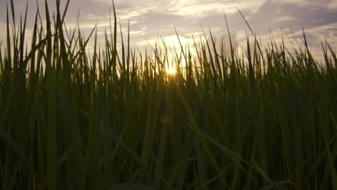 日落自然场景背景下泰国绿色稻田农村的茉莉花水稻植物