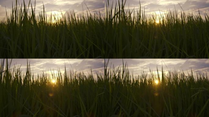 日落自然场景背景下泰国绿色稻田农村的茉莉花水稻植物
