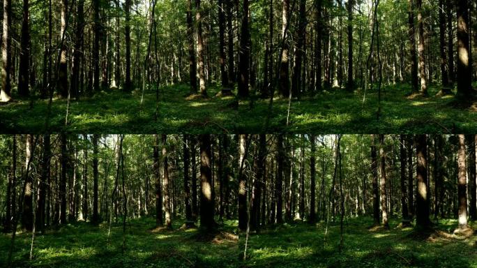 云杉森林夏季全景