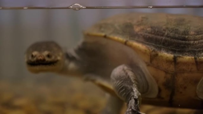 蛇颈龟在水下游泳的场景慢动作