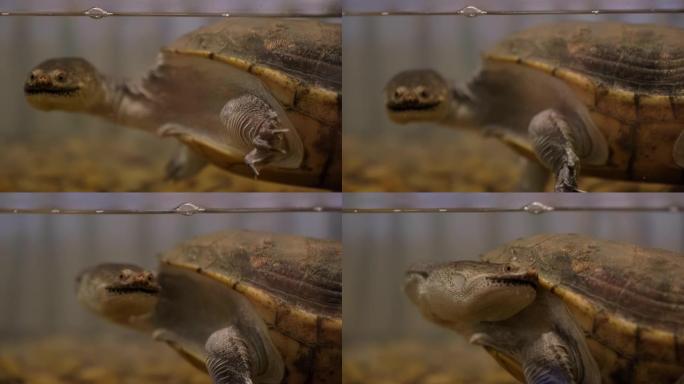 蛇颈龟在水下游泳的场景慢动作