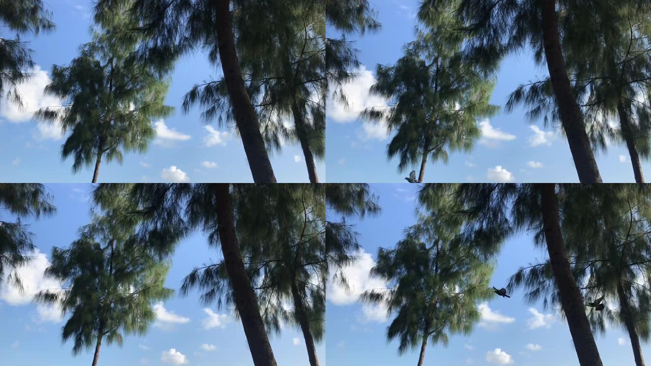 一只鸽子飞过相机，然后两只鸽子飞走，松树林中