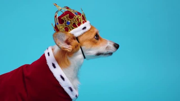 相当可爱的柯基狗穿着红色和白色的皇家服装，披风和皇冠坐在蓝色背景上，环顾四周。终于站起来逃跑了。有趣