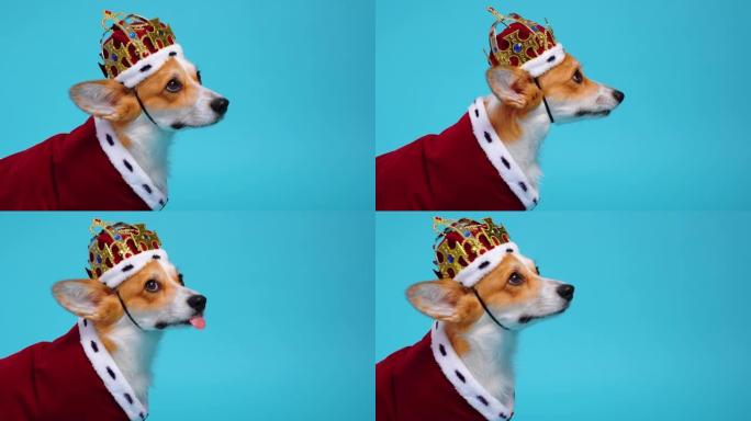 相当可爱的柯基狗穿着红色和白色的皇家服装，披风和皇冠坐在蓝色背景上，环顾四周。终于站起来逃跑了。有趣