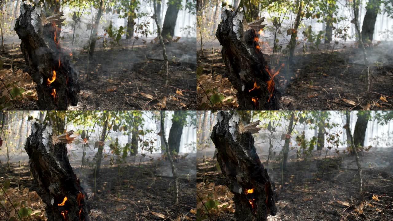 火灾后的森林。火灾后，烟从大地升起。