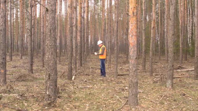 年轻的高加索雄性林务员检查森林中的树木是否受到破坏，树皮甲虫，森林的卫生砍伐