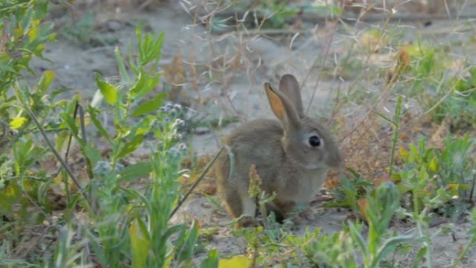 兔子跳着吃草