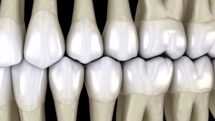 牙齿咬合，宏观视图。医学上精确的牙齿3D动画。