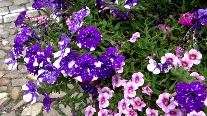 紫罗兰矮牵牛花。花园里的牵牛花。