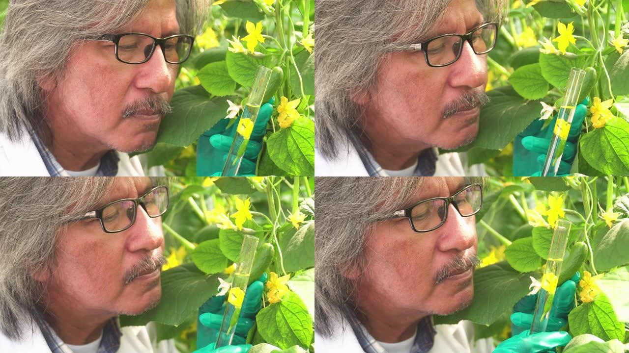 资深科学家在试管中寻找黄瓜花