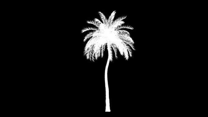 棕榈树剪影在风中吹拂