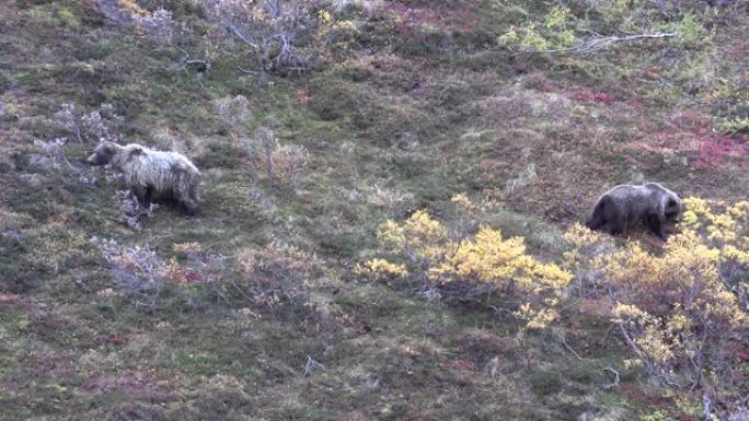 阿拉斯加秋天的灰熊母猪和幼崽